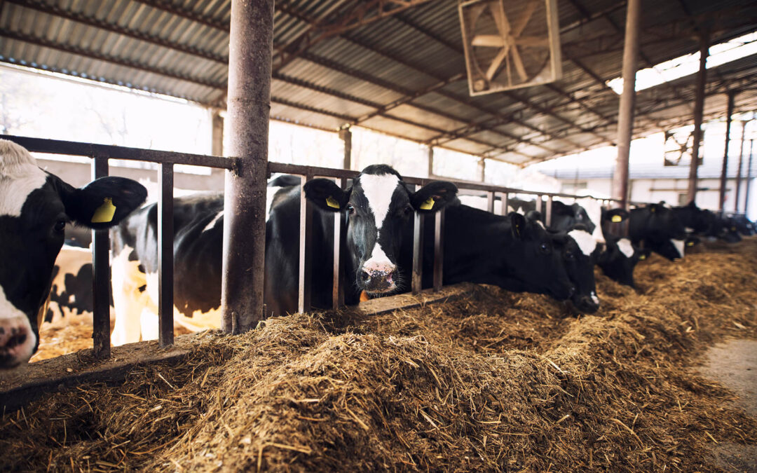 Nutrición animal de precisión: la clave para mejorar tu rentabilidad y sostenibilidad